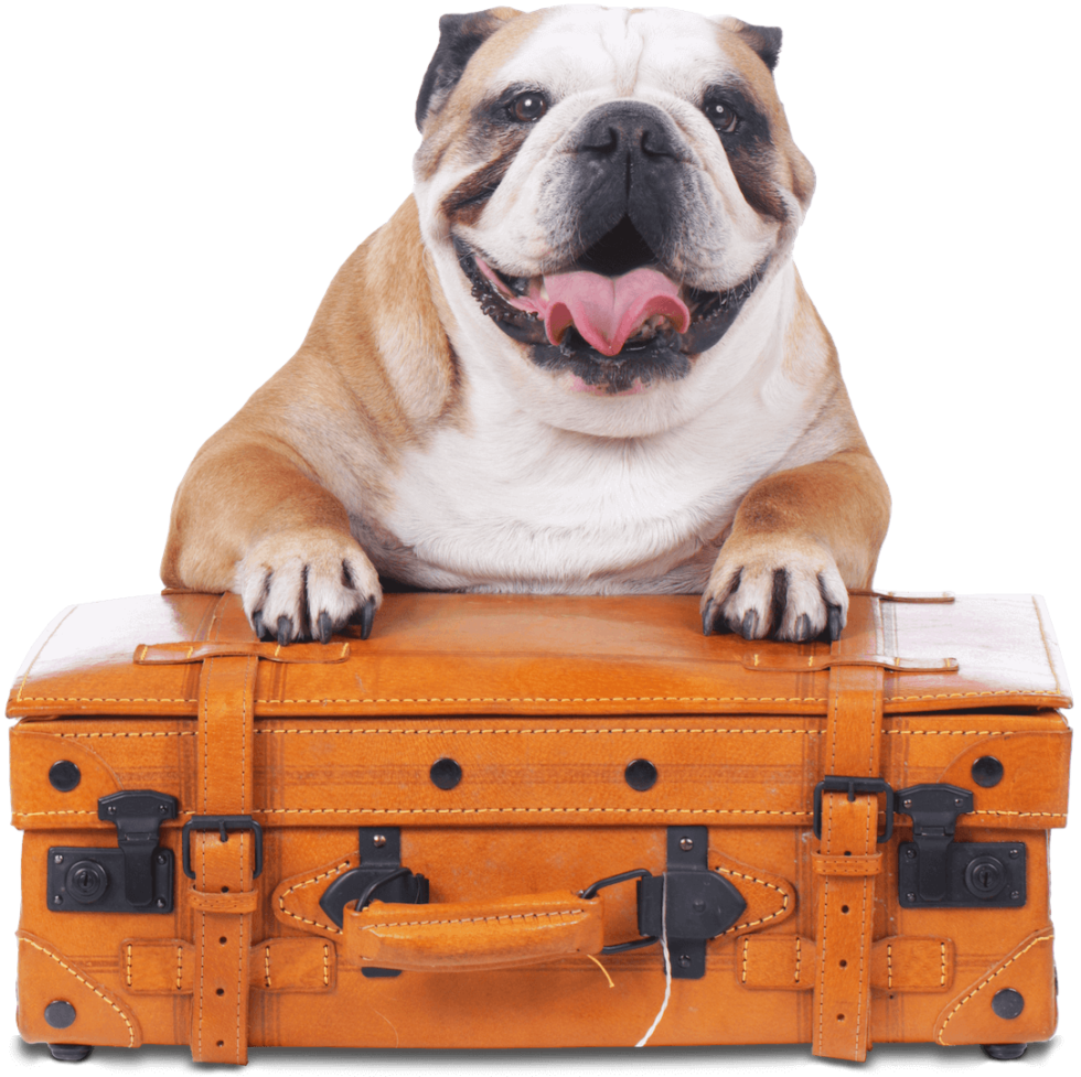 N.E. Ohio's Premier Dog Boarding Barks & Recreation