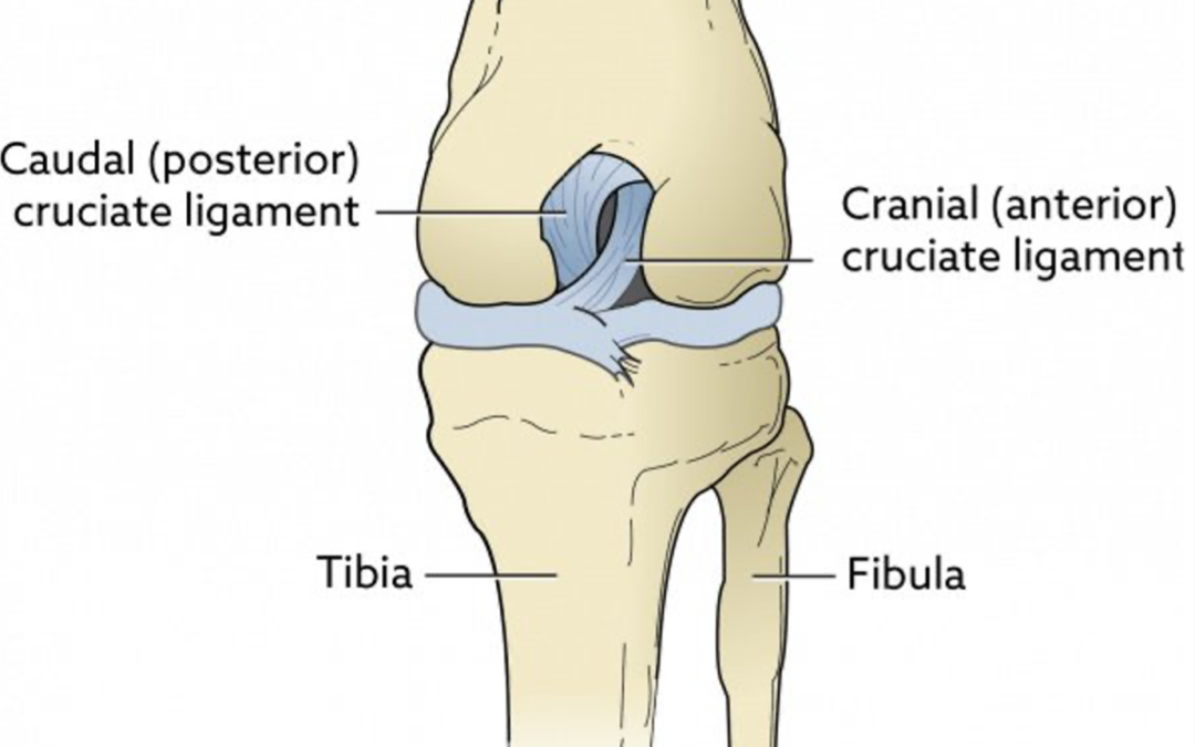 The WHAT? | The Cranial Cruciate Ligament
