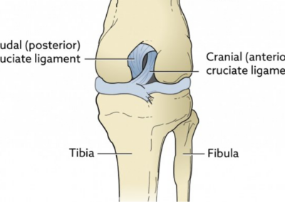 The WHAT? | The Cranial Cruciate Ligament