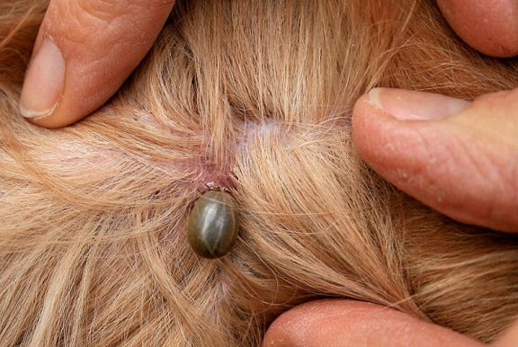 Lyme Disease Is here… and It’s Killing Dogs
