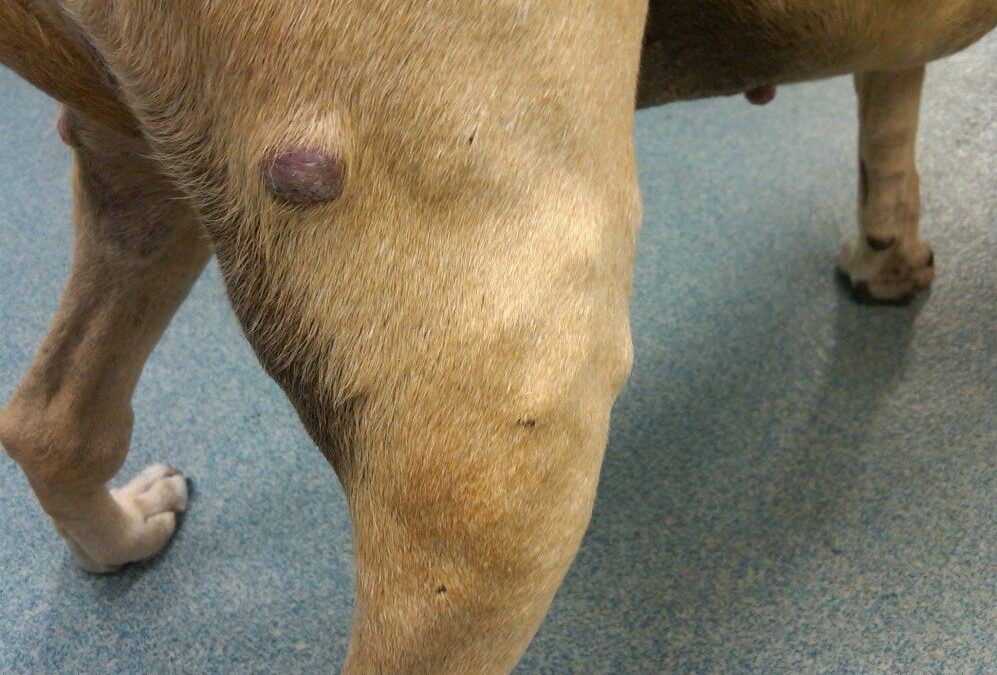 New Treatment for Mast Cell Tumors in Dogs