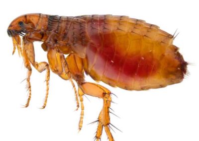 How Much Do We Really Know About Fleas?