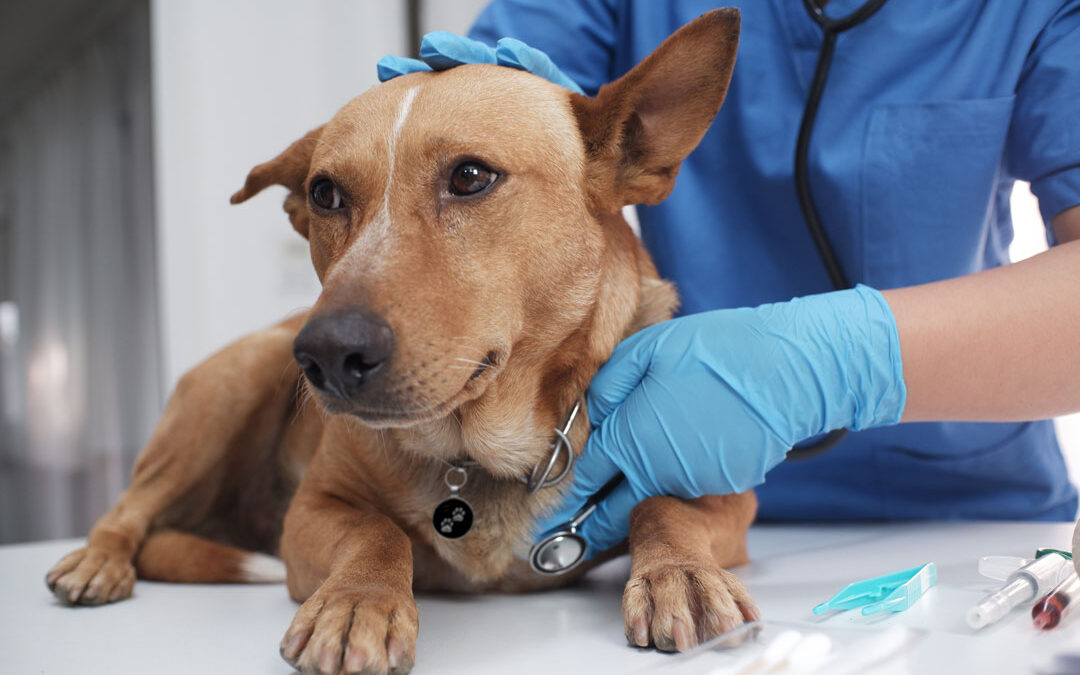 What You Need to Know About the “Mystery Disease” — Canine Infectious Respiratory Disease Complex (CIRDC)