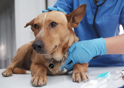 What You Need to Know About the “Mystery Disease” — Canine Infectious Respiratory Disease Complex (CIRDC)
