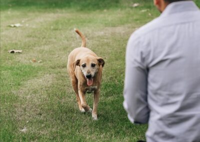 How to Train Your Dog: Prioritizing Positive Reinforcement vs Punishment