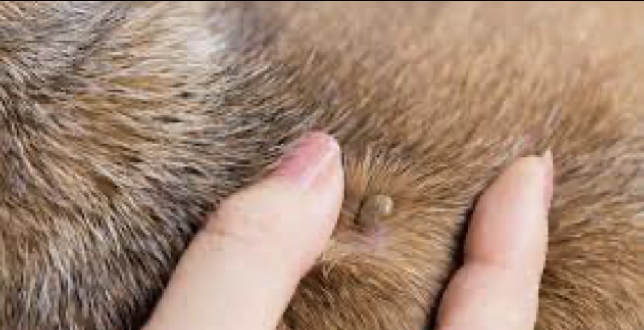 What You Should Know About Lyme Disease in Dogs