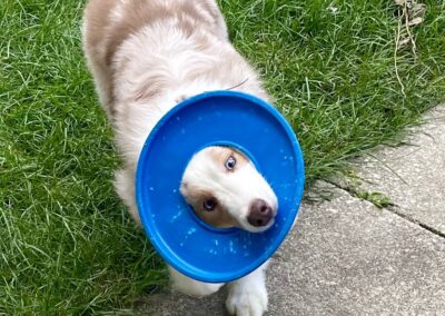 Should You Take Your Dog to the Dog Park?