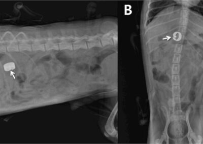 Understanding Portosystemic Shunts (PSS) in Dogs: What You Should Know