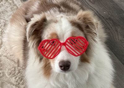 Why Your Pet Needs an Annual Exam and Blood Work