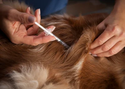 Understanding Diabetes in Dogs
