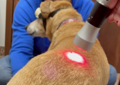 Photobiomodulation: Understanding Laser Therapy for Dogs