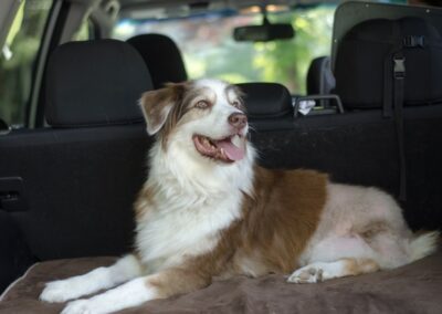 Osteosarcoma (Bone Cancer) in Dogs: Recognizing the Signs, Diagnosis, and Treatment Options