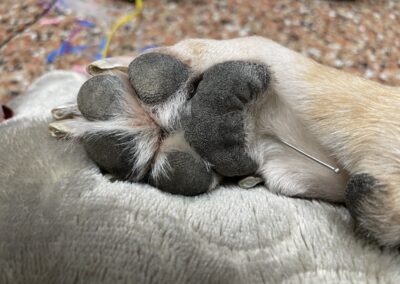 Acupuncture:  Ancient Techniques for the Modern Dog