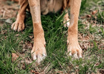 Understanding Quality of Life and Euthanasia in Dogs: Knowing When It’s Time