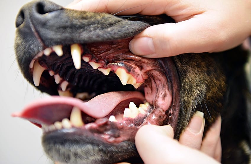 The Importance of Canine Dental Hygiene: Keeping Your Dog’s Smile Healthy