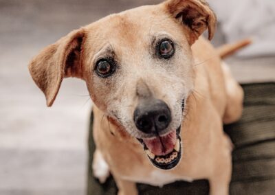 Cognitive Dysfunction in Dogs: Recognizing, Diagnosing, and Managing